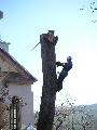 Taieri arbori