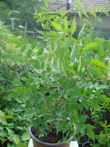 Campsis radicans