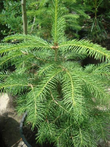 Molid (picea abies)