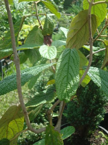 Viburnum rhytydophillum