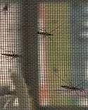 Plase de insecte