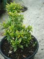 Euonymus fortunei