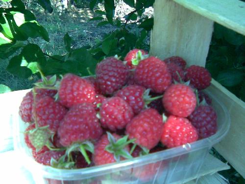 fructe de padure butasi de mur fara spini, zmeura si coacaz