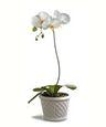 Plante