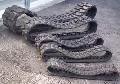 Piese miniexcavatoare Hanomag,senila,cupa,dinti,cale rulare 