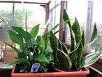Plante de interior