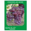 Butasi vita de vie - soi Chasselas Rose - Struguri De Masa