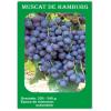 Butasi vita de vie - soi Muscat de Hamburg - Struguri De Mas