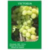 Butasi vita de vie - soi Victoria - Struguri De Masa