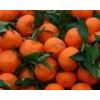 Clementine Spania Portugalia - Fructe