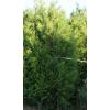 Conifer Tuya peste 2 5 m - mod 949