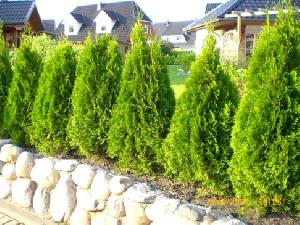 Conifere si arbori ornamentali