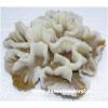 Decor acvariu Reef Siliconic Y40 Ocean Free - Acvarii Ocean 
