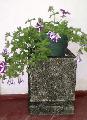 jardiniere