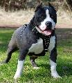 Cursuri Coafor Canin