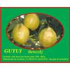 Gutui