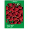 Zmeur