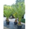 Intretinere plante de interior - Plante Exotice