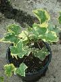 Hedera helix variegata