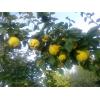  Legume flori naturale 