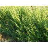 Ligustrum - gard viu 70 cm inaltime - mod 975