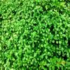 Pereti interiori decorati cu plante efect garantat