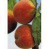 Piersic Suncrest - Pomi Fructiferi