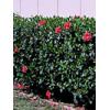 Plante ornamentale - Gazon