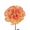 Plante ornamentale