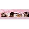  Puzzle Clementoni 1000 Panorama Pisicute sub patura  - Puzz