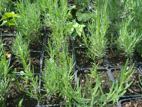 Lavanda