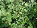 Cotoneaster