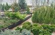 Plante ornamentale