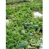 Seminte de pepene verde Odem F1