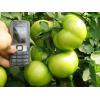 Seminte de tomate nedeterminate Tolin F1 - Seminte De Tomate