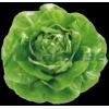 Seminte deSalata verde Centore