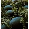 Seminte Hibrid de pepene verde Odem F1