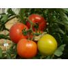 Seminte Hibrid de tomate Rosaliya F1 - Seminte De Tomate