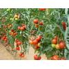 Seminte Hibrid de tomate Shirley F1 - Seminte De Tomate