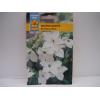 Seminte Nicotiana affinis - Regina Noptii 1g