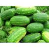 Seminte pepene verde Duration F1