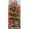 Trandafiri Orange - Trandafiri Urcatori