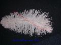 Pene de strut 50 cm