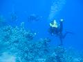 Cursuri de scufundari open water diver