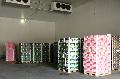 Camere frigorifice depozite pentru medicamente farmacii