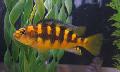 Pseudotropheus crabro 5-7 cm