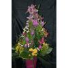 Aranjament floral in ghiveci curcuma nerine trandafir tros -
