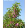 Arbore parfumat ROBINIA PSEUDOACACIA CASQUE ROUGE SALCAM