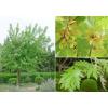 Arbori foiosi ACER SACCHARINUM Artar american argintiu - Arb