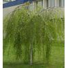 Arbori foiosi BETULA PENDULA YOUNGII Mesteacan pendul - Arbo